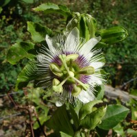 Passiflora edulis Sims
